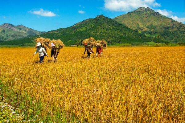 Grandes rizières dans les hauts plateaux du centre du Vietnam